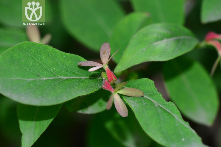 六道木(abelia biflora) (13).jpg 相邻时间拍摄的照片    31张