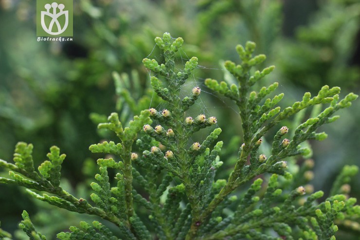 北美香柏(thuja occidentalis(7.jpg 相邻时间拍摄的照片 张