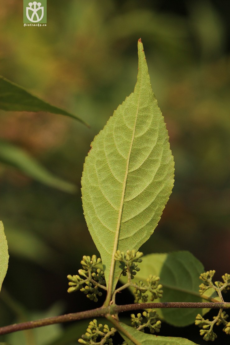 华紫珠(callicarpa cathayana) (8).jpg 相邻时间拍摄的照片      张