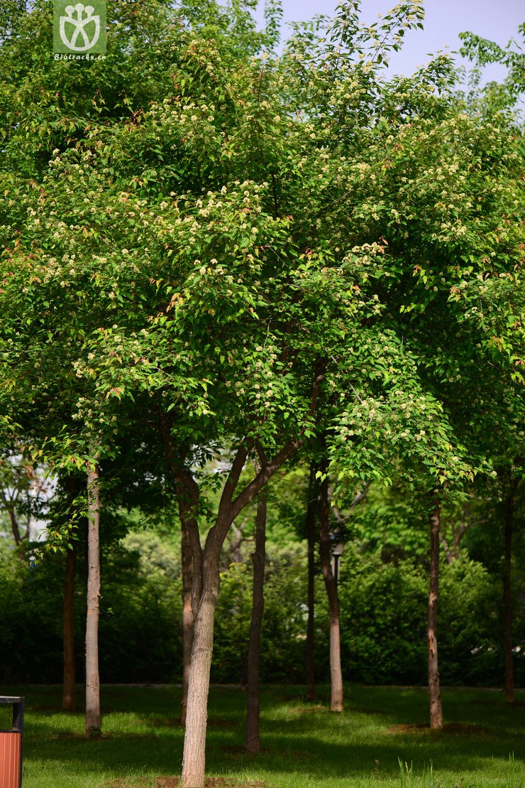 茶条枫(acer tataricum subsp. ginnala) (0).
