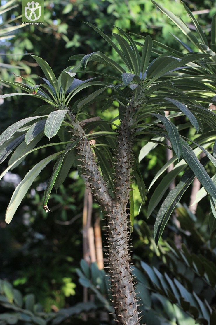 狼牙棒(pachypodium geayi) (0).jpg 相邻时间拍摄的照片      张