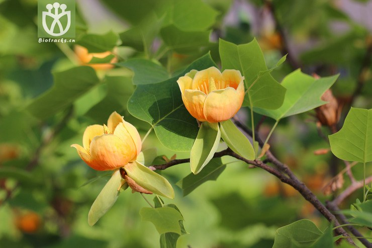 图片信息-kingdonia-植物云数据