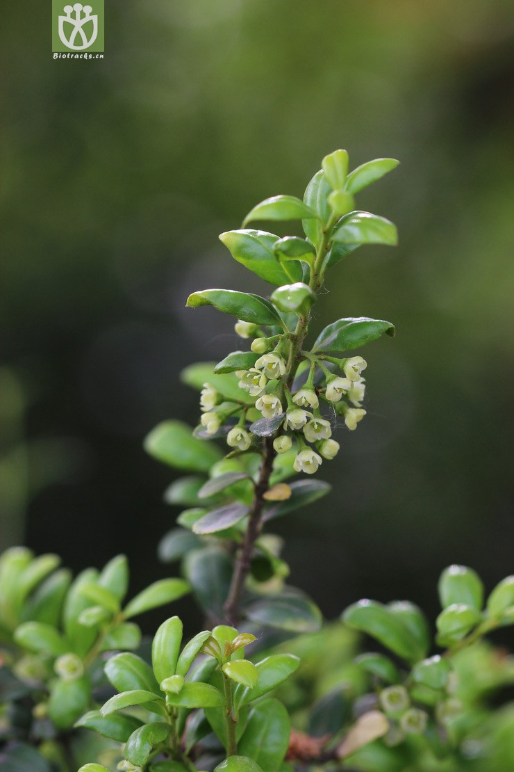 龟甲冬青 (6).jpg 相邻时间拍摄的照片      张