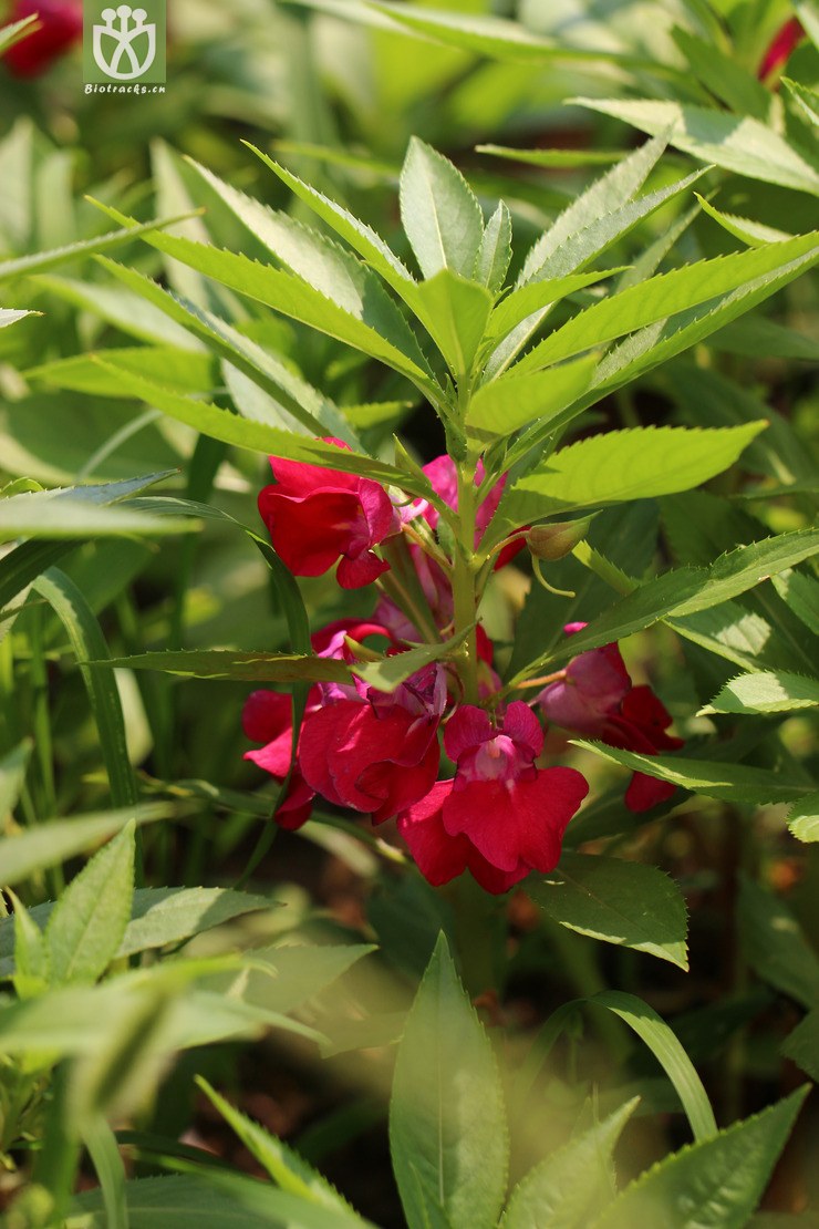 凤仙花(impatiens balsamina) (5).jpg 相邻时间拍摄的照片      张