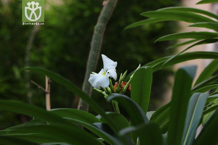 狼牙棒(pachypodium geayi) (1)jpg 相邻时间拍摄的照片      张