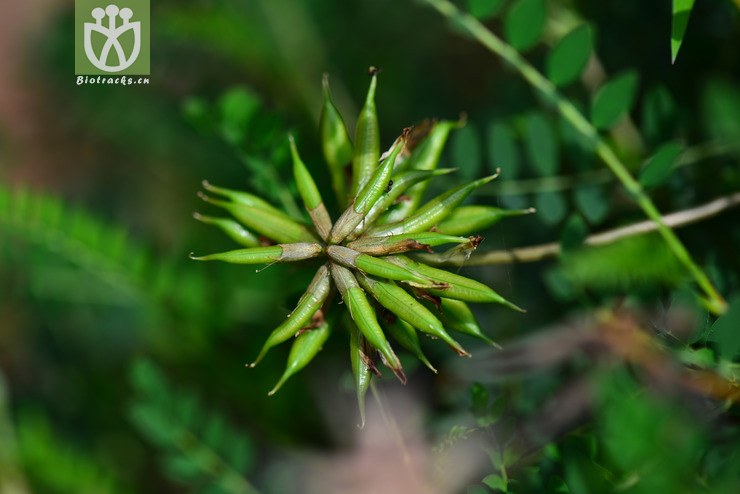 100% 地八角(astragalus bhotanensis) (4).