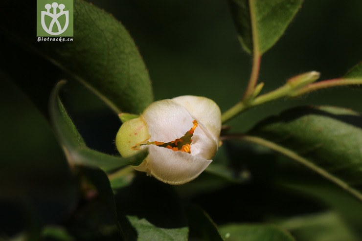 陕西紫茎(stewartia sinensis var. shensiensis) (5).