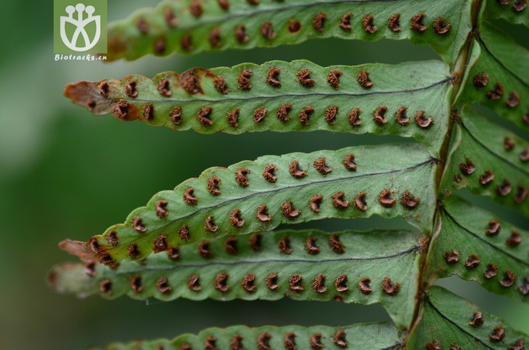 腎蕨(nephrolepis cordifolia) (1).jpg 相鄰時間拍攝的照片 張