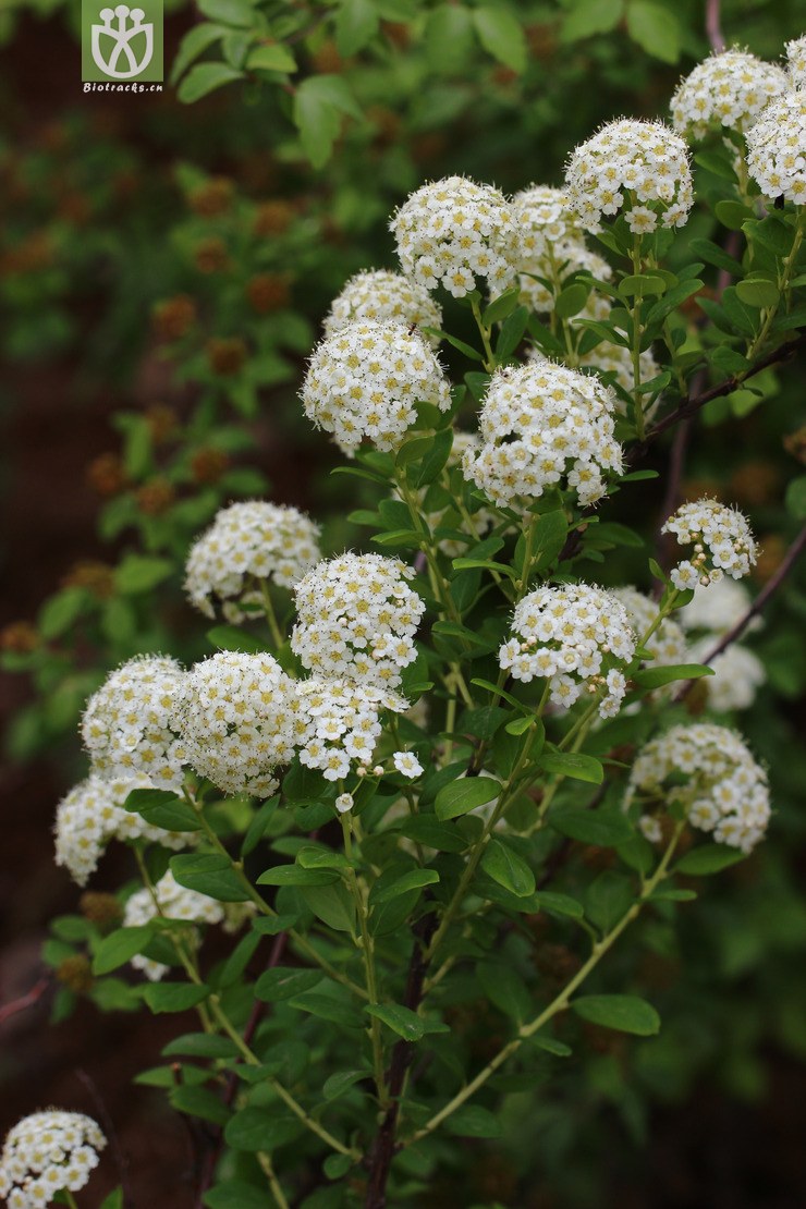 毛果绣线菊(spiraea trichocarpa) (2).