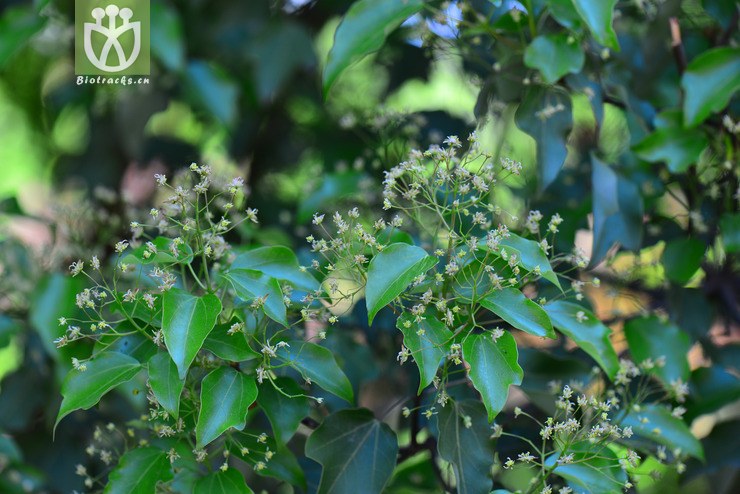 金沙槭(acer paxii) (11).jpg 相邻时间拍摄的照片      张