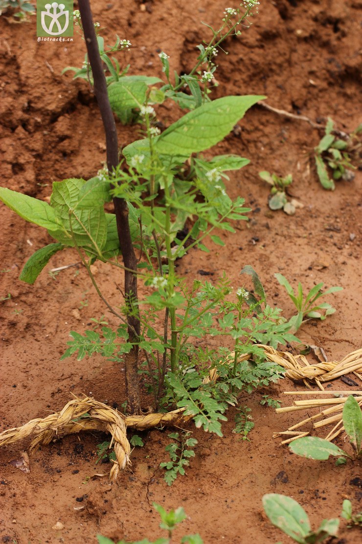 45% 弹裂碎米荠(cardamine impatiens) (4).
