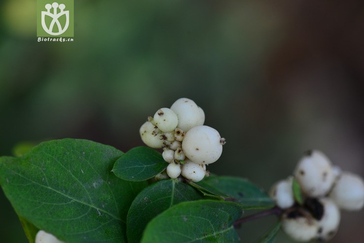 雪果(symphoricarpos albus) (2).jpg 相邻时间拍摄的照片      张