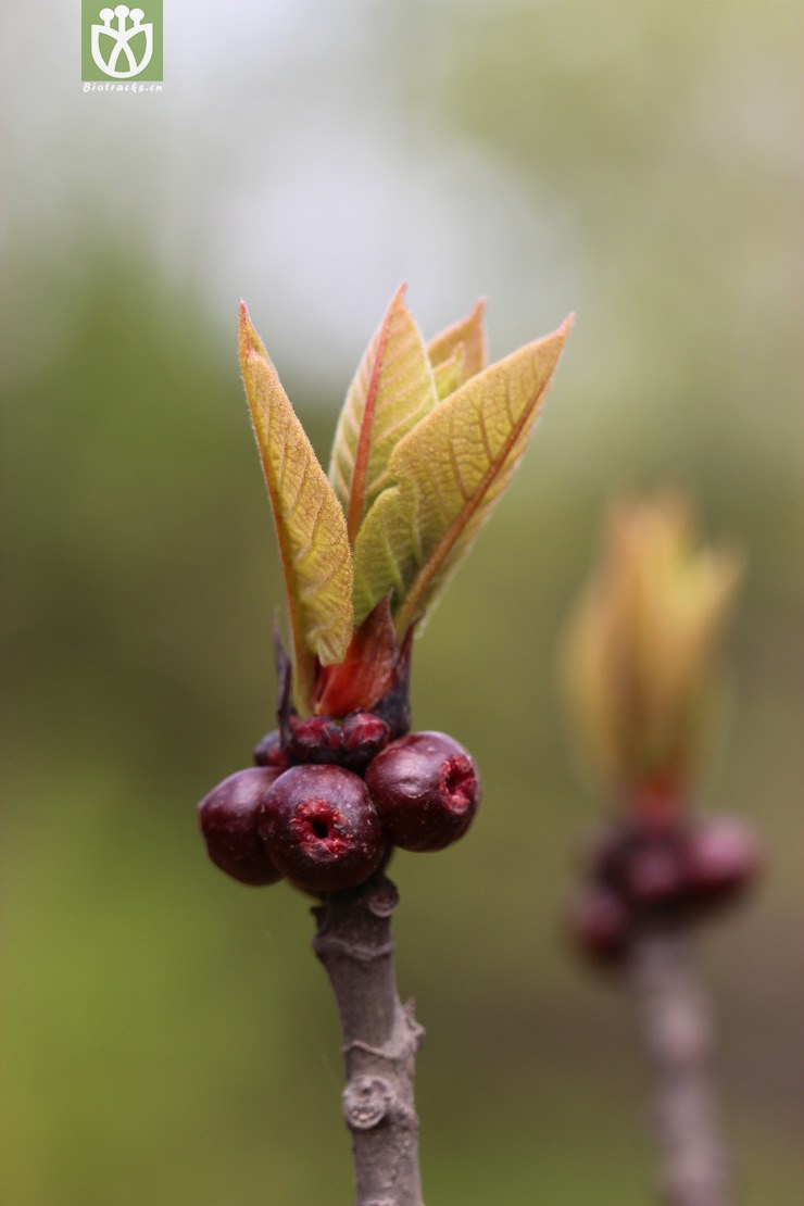 图片信息-kingdonia-植物云数据