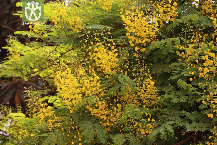 100 小叶云实(caesalpinia millettii(2.