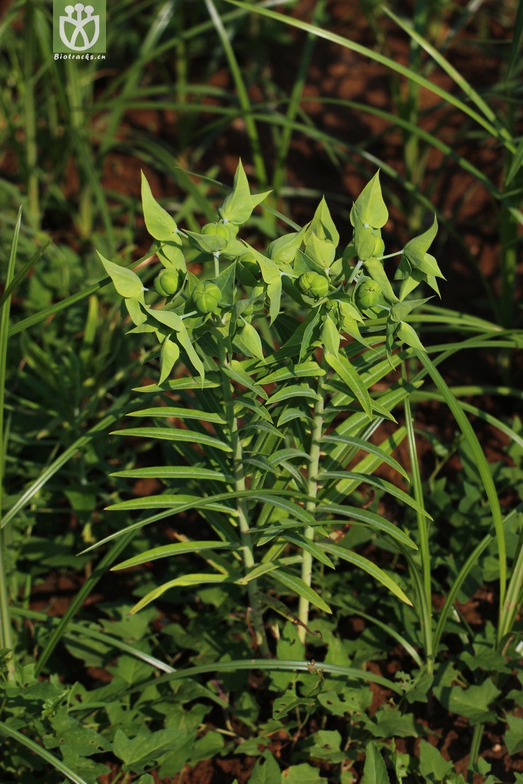 续随子(euphorbia lathyris) (3).jpg 相邻时间拍摄的照片      张