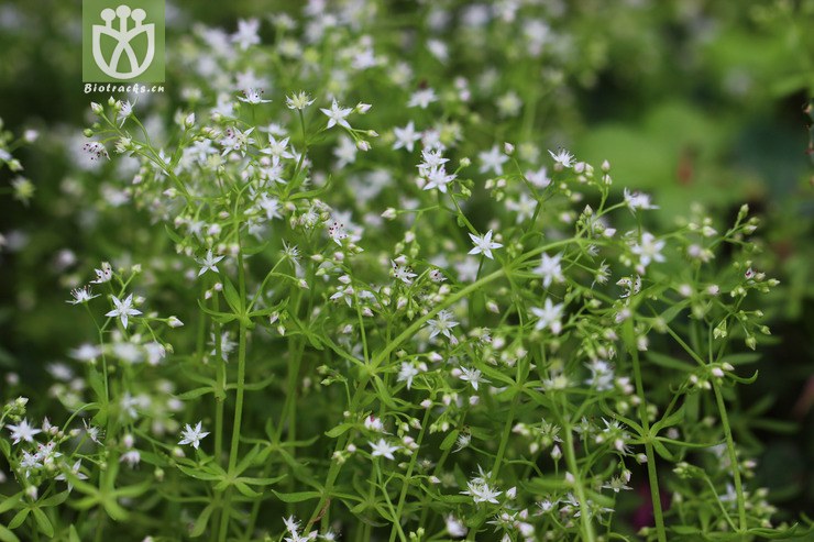 细叶景天(sedum elatinoides) (5).jpg 相邻时间拍摄的照片      张