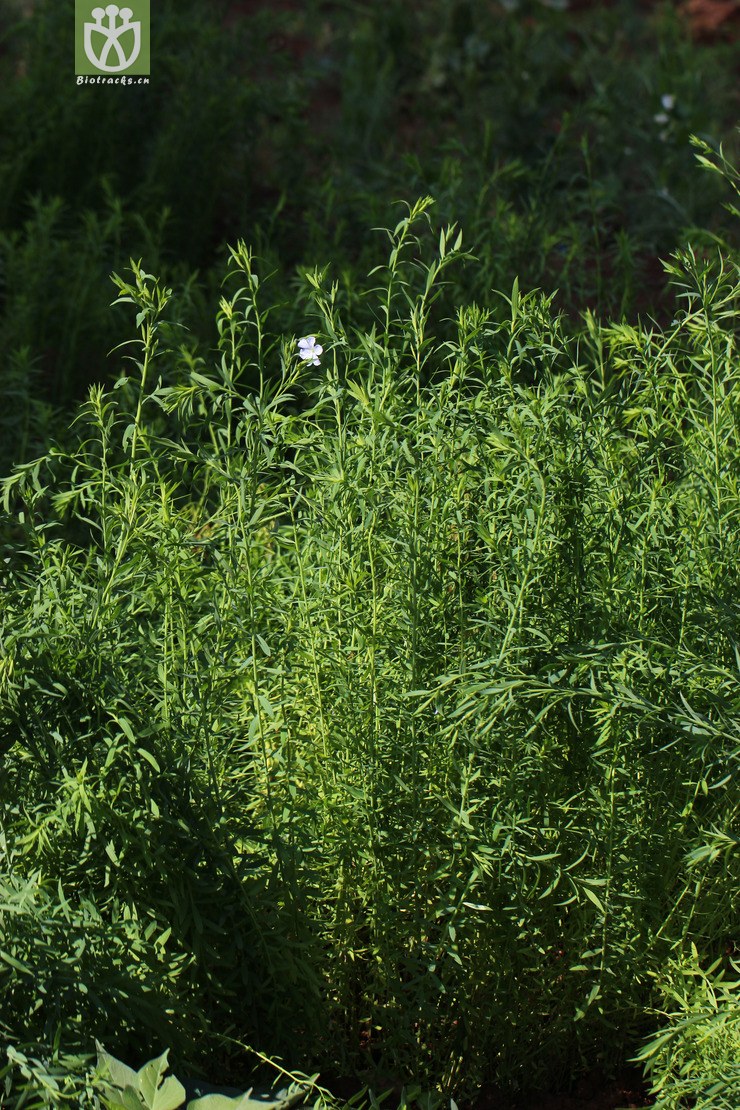 亚麻(linum usitatissimum) (2).jpg 相邻时间拍摄的照片      张