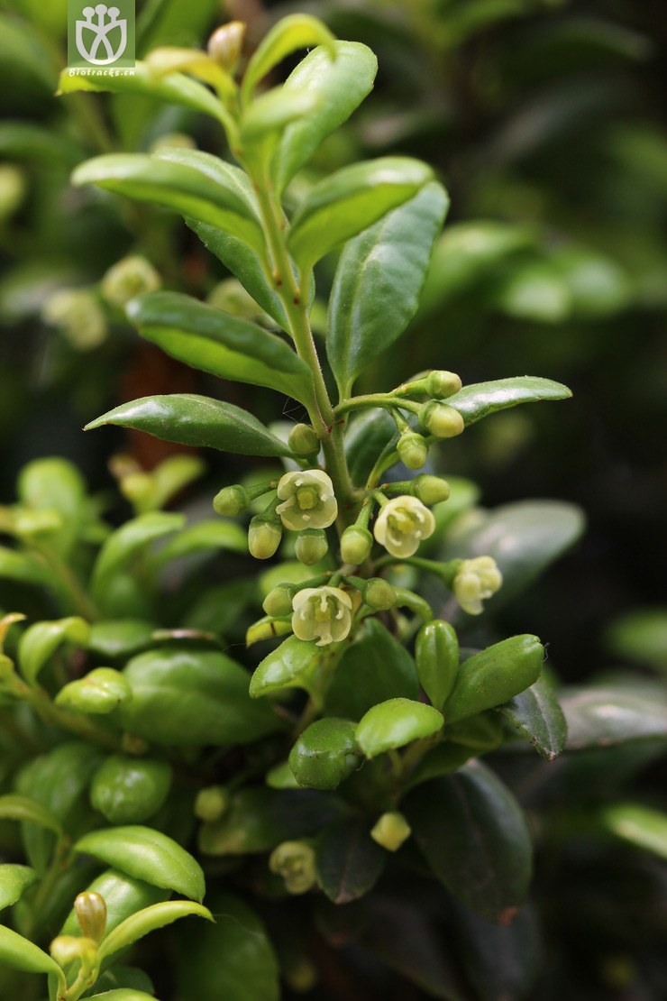 图片信息-kingdonia-植物云数据