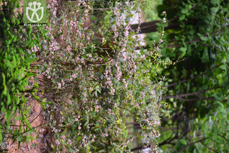 蓪梗花(abelia uniflora) (0).jpg 相邻时间拍摄的照片      张