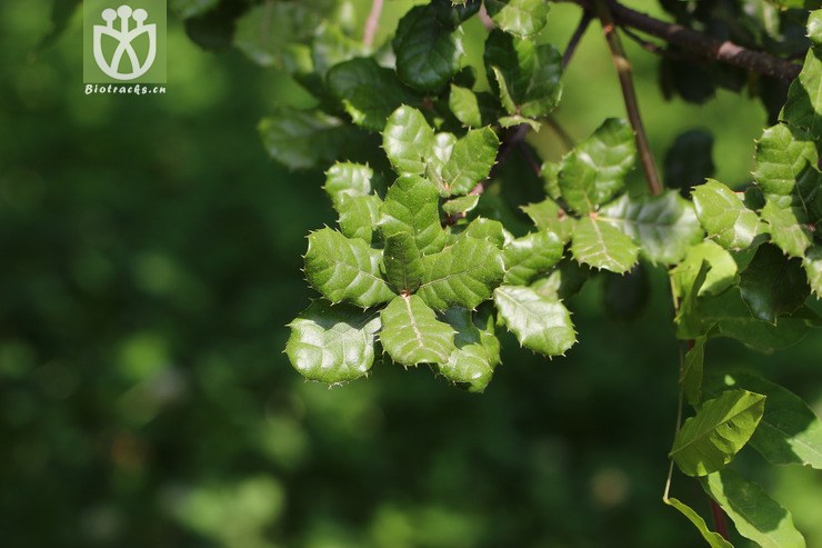 刺叶高山栎(quercus spinosa) (3).jpg 相邻时间拍摄的照片      张