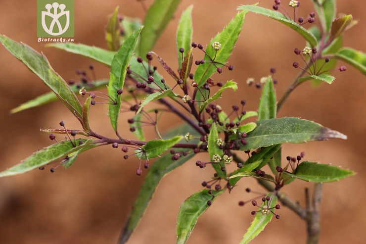 中华青荚叶(helwingia chinensis) (4).