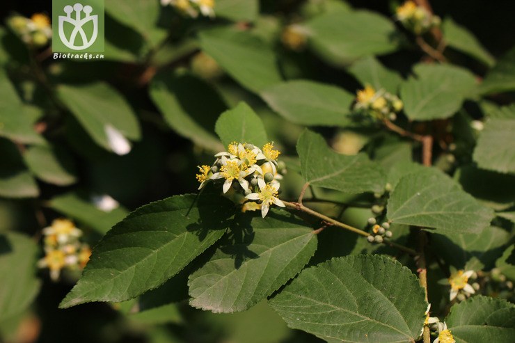 小花扁擔杆(grewia biloba var. parviflora) (6).