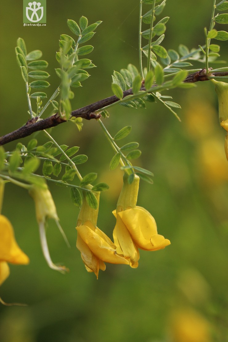 柠条锦鸡儿(caragana korshinskii) (2).