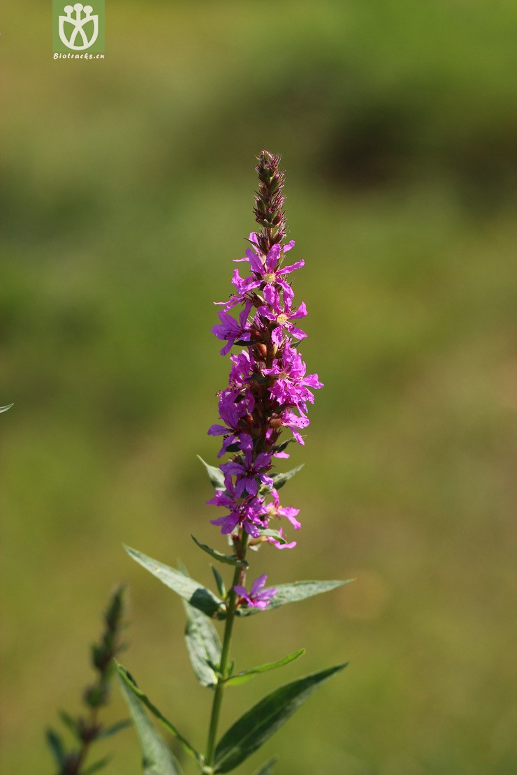 千屈菜(lythrum salicaria) (4).jpg 相邻时间拍摄的照片      张