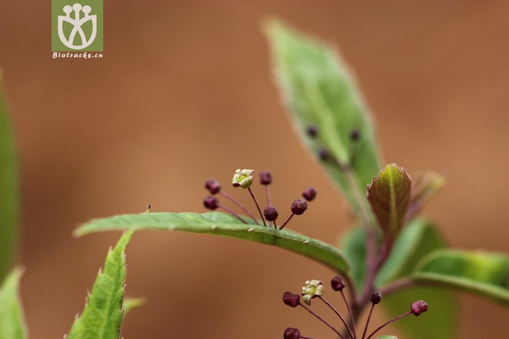 中华青荚叶(helwingia chinensis) (5).