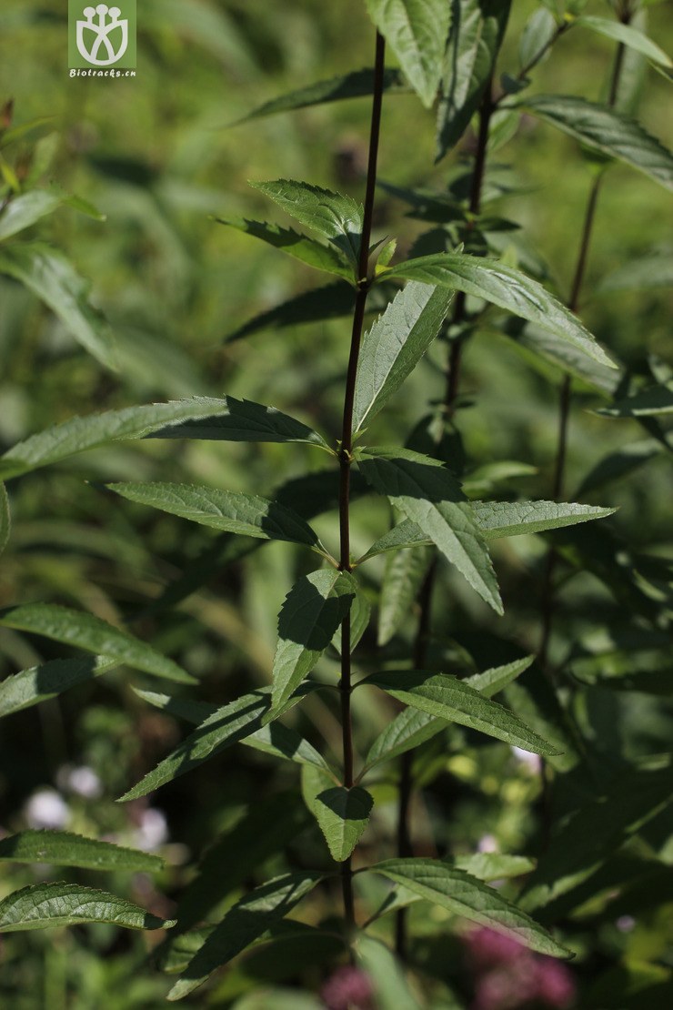 佩蘭(eupatorium fortunei) (5).jpg 相鄰時間拍攝的照片 張