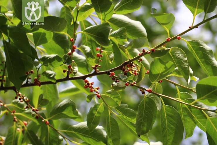 君遷子(diospyros lotus) (5).jpg 相鄰時間拍攝的照片 張