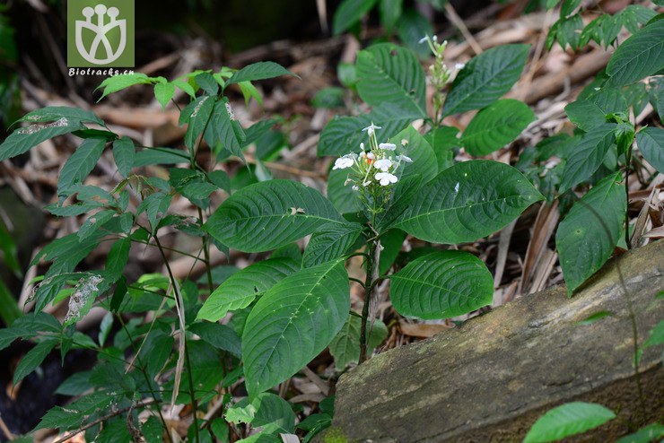 滇灵枝草(rhinacanthus beesianus(5.
