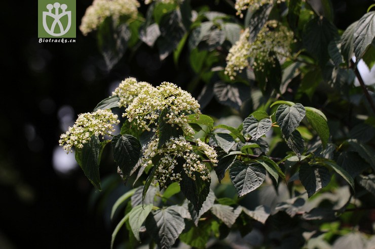 桦叶荚蒾(viburnum betulifolium) (14).
