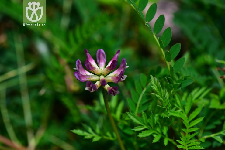 地八角(astragalus bhotanensis) (7).