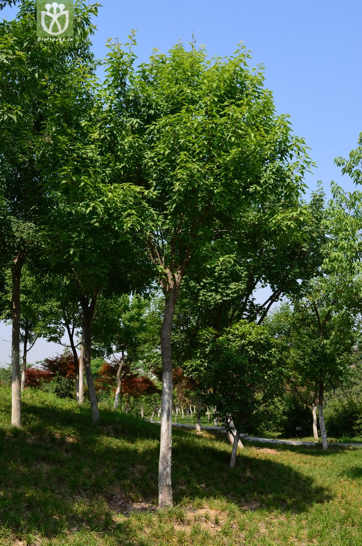 飞蛾槭(acer oblongum) (0).jpg 相邻时间拍摄的照片      张