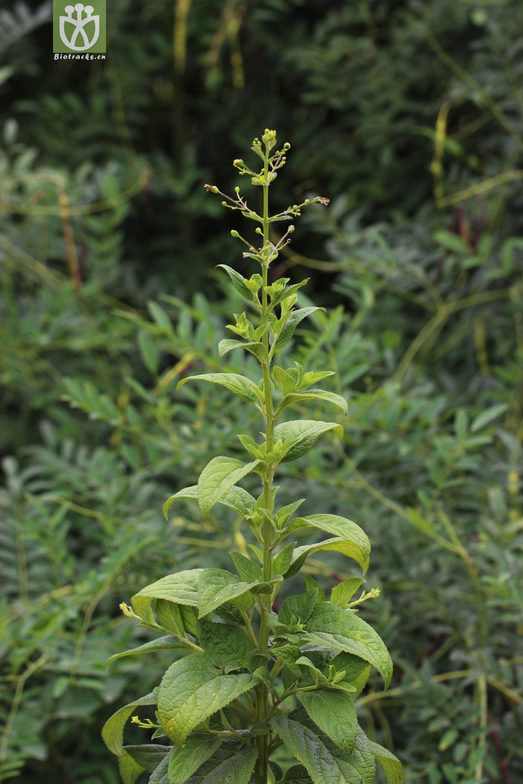 玄参(scrophularia ningpoensis) (1).