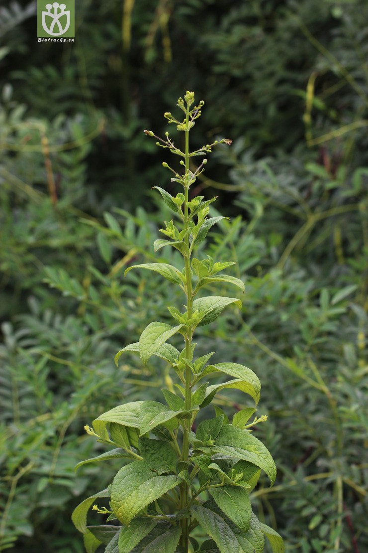 玄参(scrophularia ningpoensis) (1)
