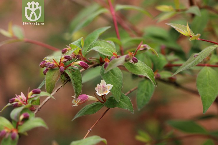 图片信息-kingdonia-植物云数据