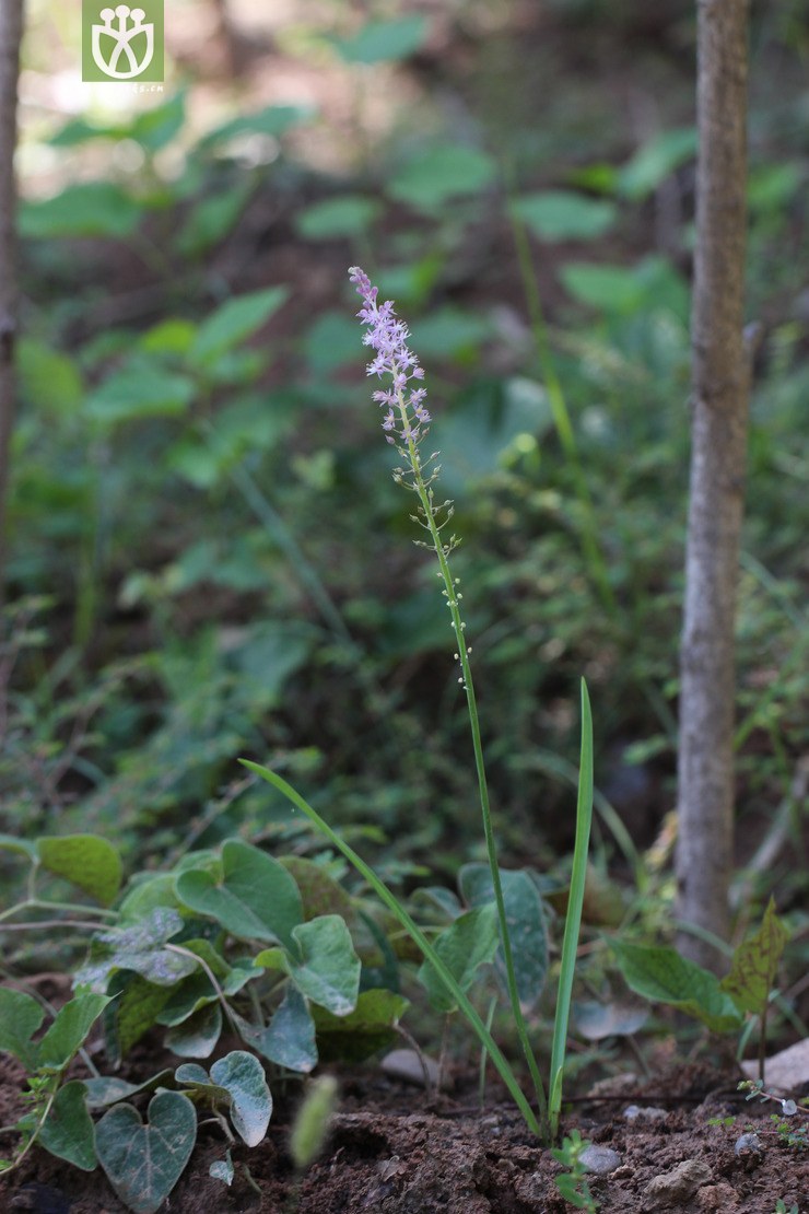 绵枣儿(barnardia japonica) (3)jpg 相邻时间拍摄的照片      张