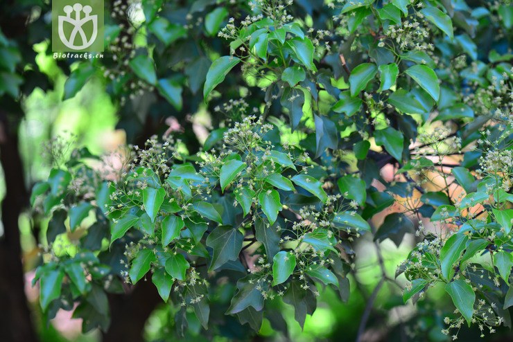 金沙槭(acer paxii) (9).jpg 相邻时间拍摄的照片      张