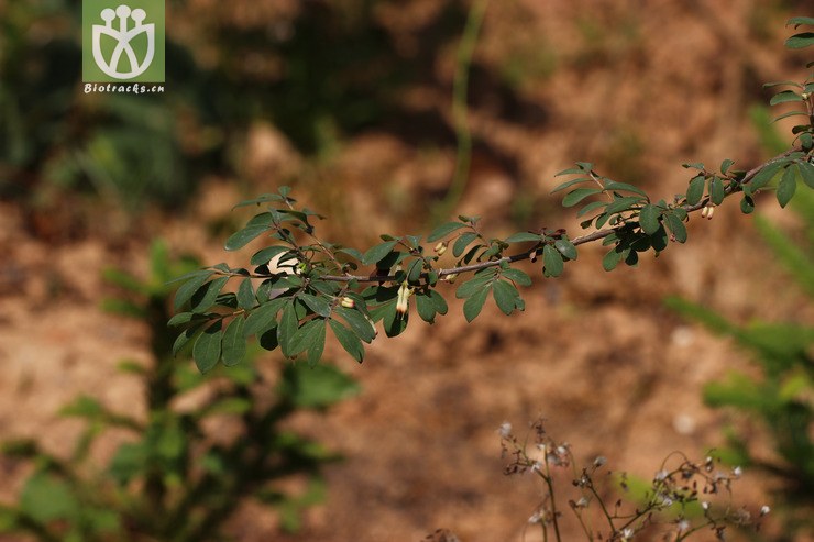 毛藥忍冬(lonicera serreana) (15).jpg 相鄰時間拍攝的照片 張