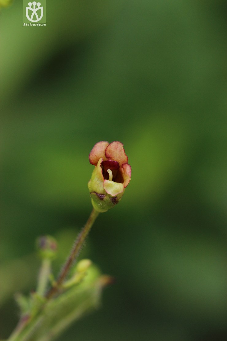 玄参(scrophularia ningpoensis) (0).