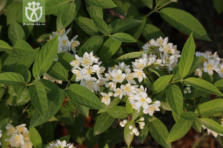 异色溲疏(deutzia discolor(15.jpg 相邻时间拍摄的照片 张