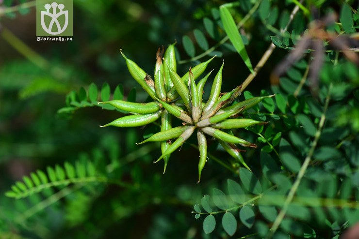 地八角(astragalus bhotanensis) (10).