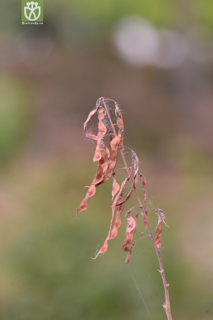 圆锥山蚂蝗(desmodium elegans) (0).jpg 相邻时间拍摄的照片      张