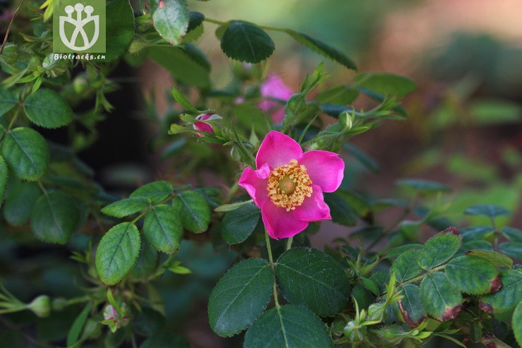 扁刺蔷薇(rosa sweginzowii) (0)jpg 相邻时间拍摄的照片      张