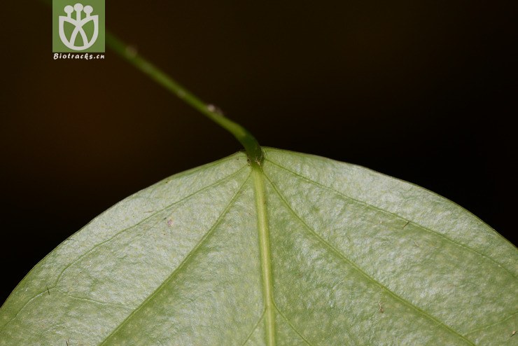 大叶藤(tinomiscium petiolare) (2).jpg 相邻时间拍摄的照片      张