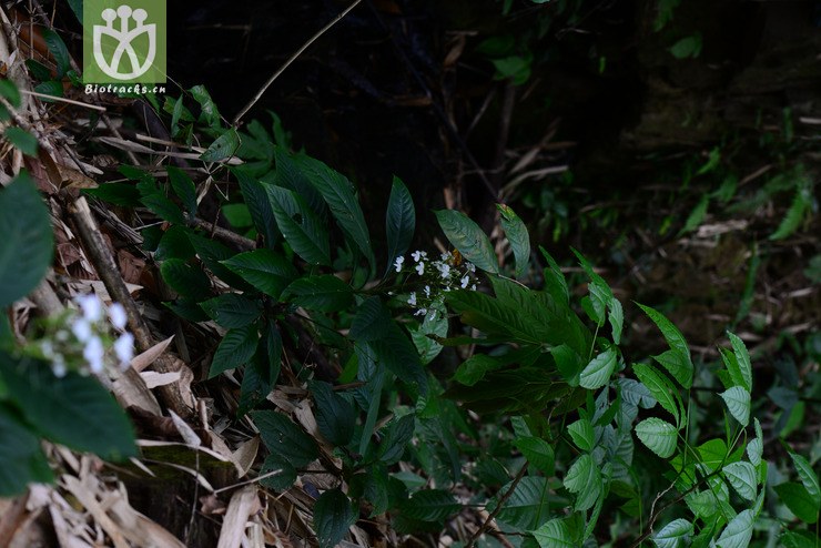 滇靈枝草(rhinacanthus beesianus) (2).