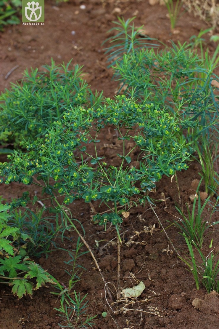 图片信息-kingdonia-植物云数据