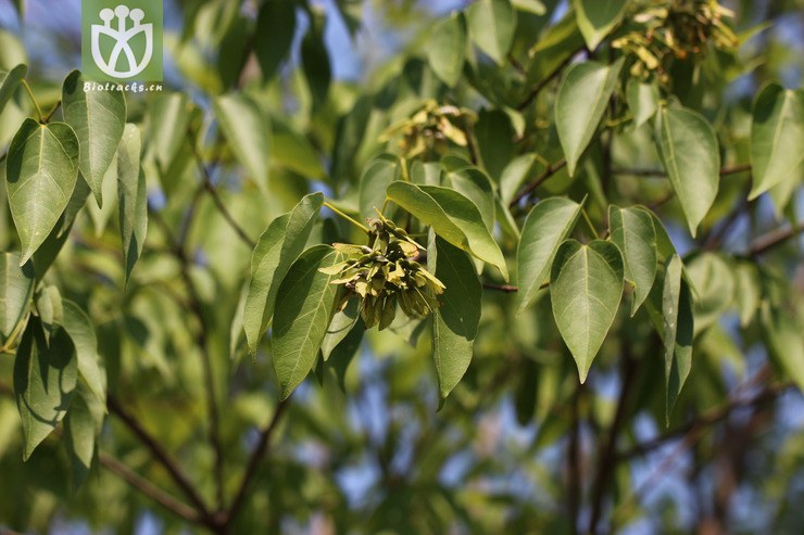 飞蛾槭(acer oblongum(4.jpg 相邻时间拍摄的照片 张